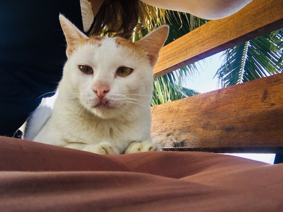Thailand - Amphoe Ko Pha-ngan - 🐱