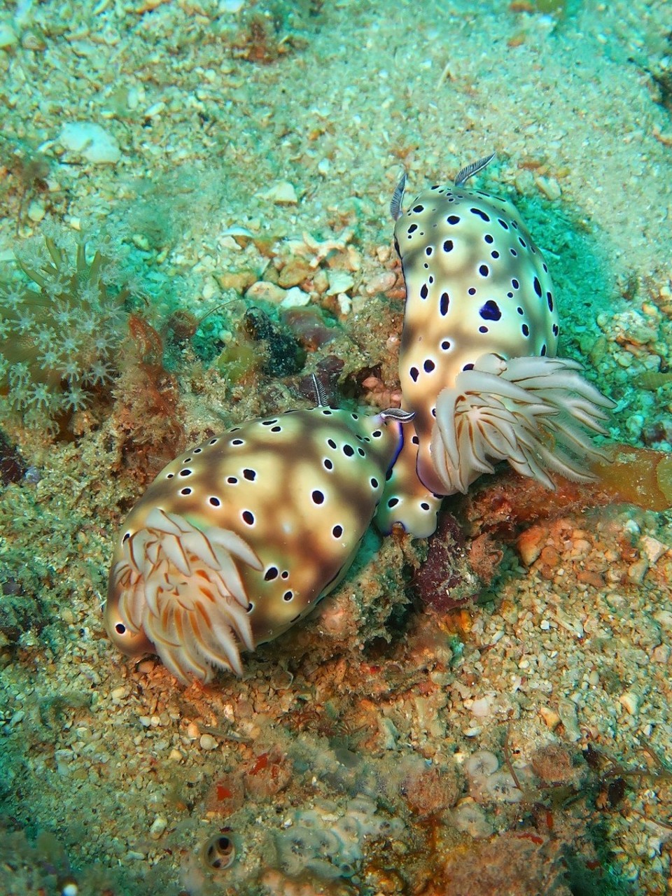 Philippines - Puerto Galera - Couple de nudis