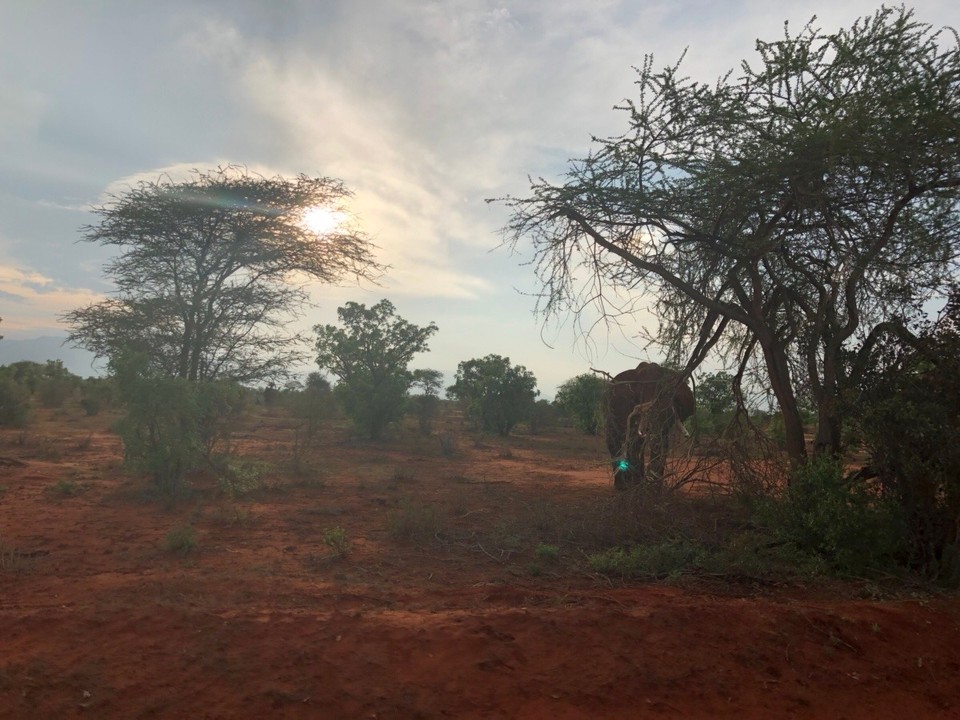 Kenia - Taita - 