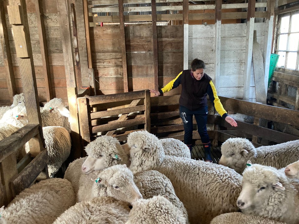 Neuseeland - Ward - Die Schafe müssen auch ja irgendwie in die Boxen kommen, auch das dürfen wir mal ausprobieren 🤓 meistens machen sie auch das was sie sollen…