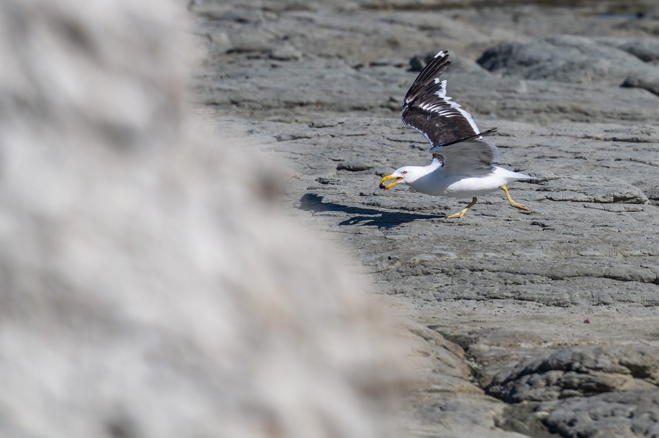 Neuseeland - Kaikoura Central - 