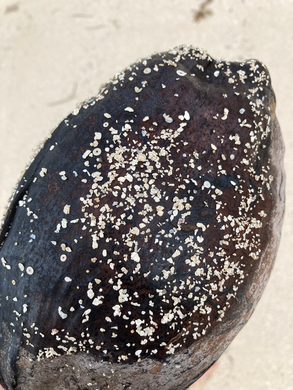 Fidschi -  - Wenn man ganz genau hinschaut, sieht man kleine runde Muschelstücke die kleine Löcher haben, die werden dann aufgefädelt und als Schmuck verkauft