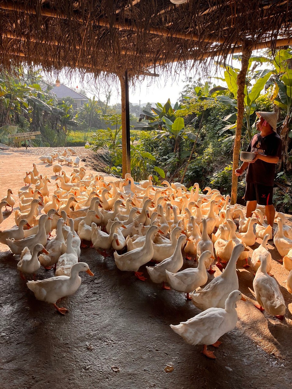Vietnam - Bo Trach - 