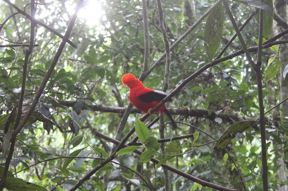 Colombia - Jardín - 