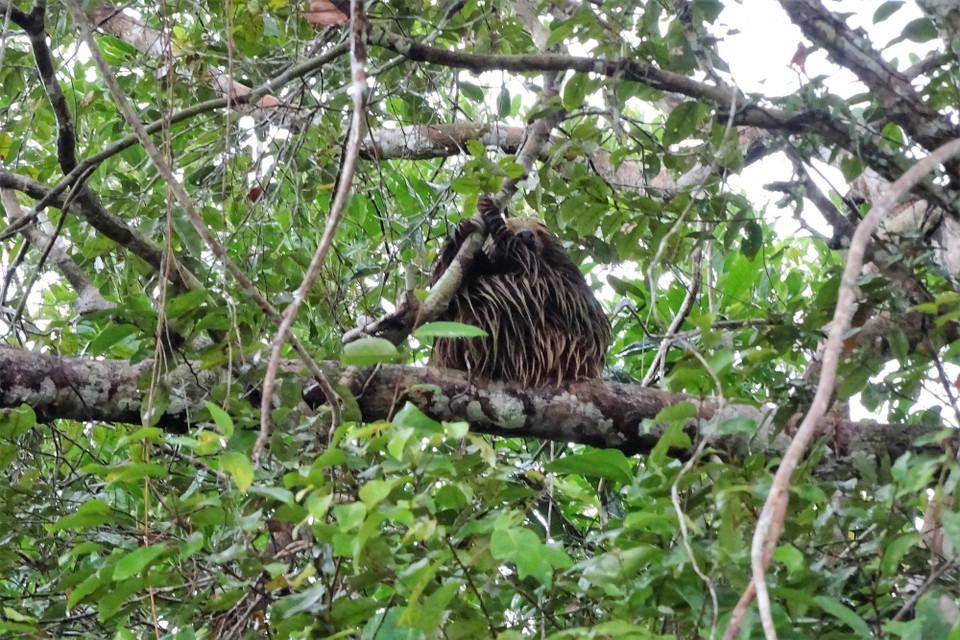 Ecuador - unbekannt - Two-toed sloth