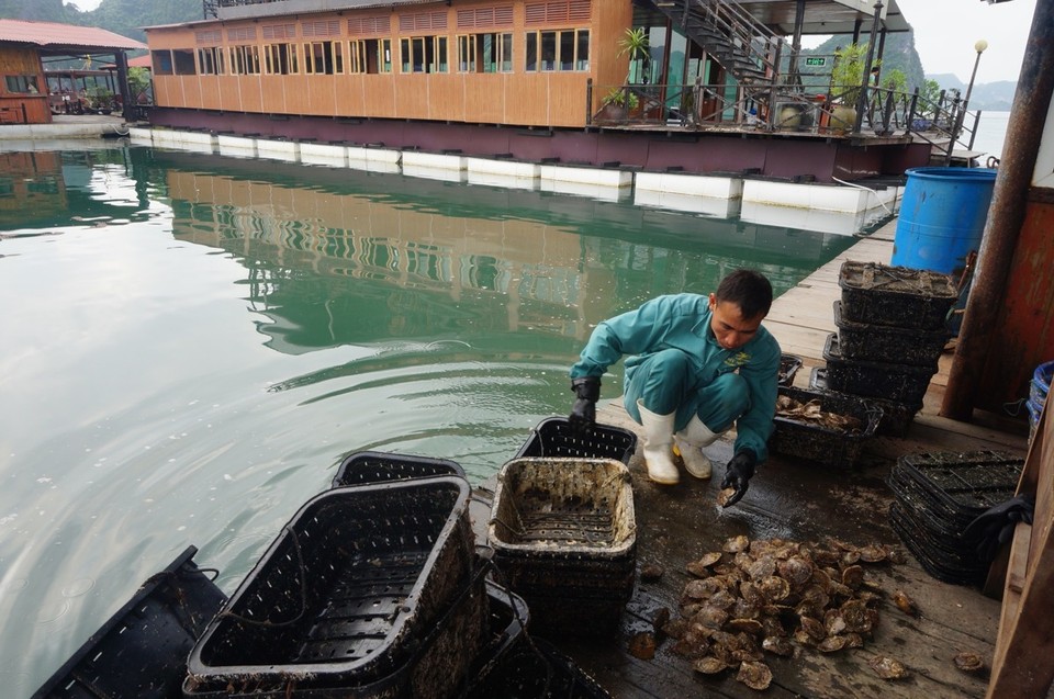 Vietnam - Ha Long - 