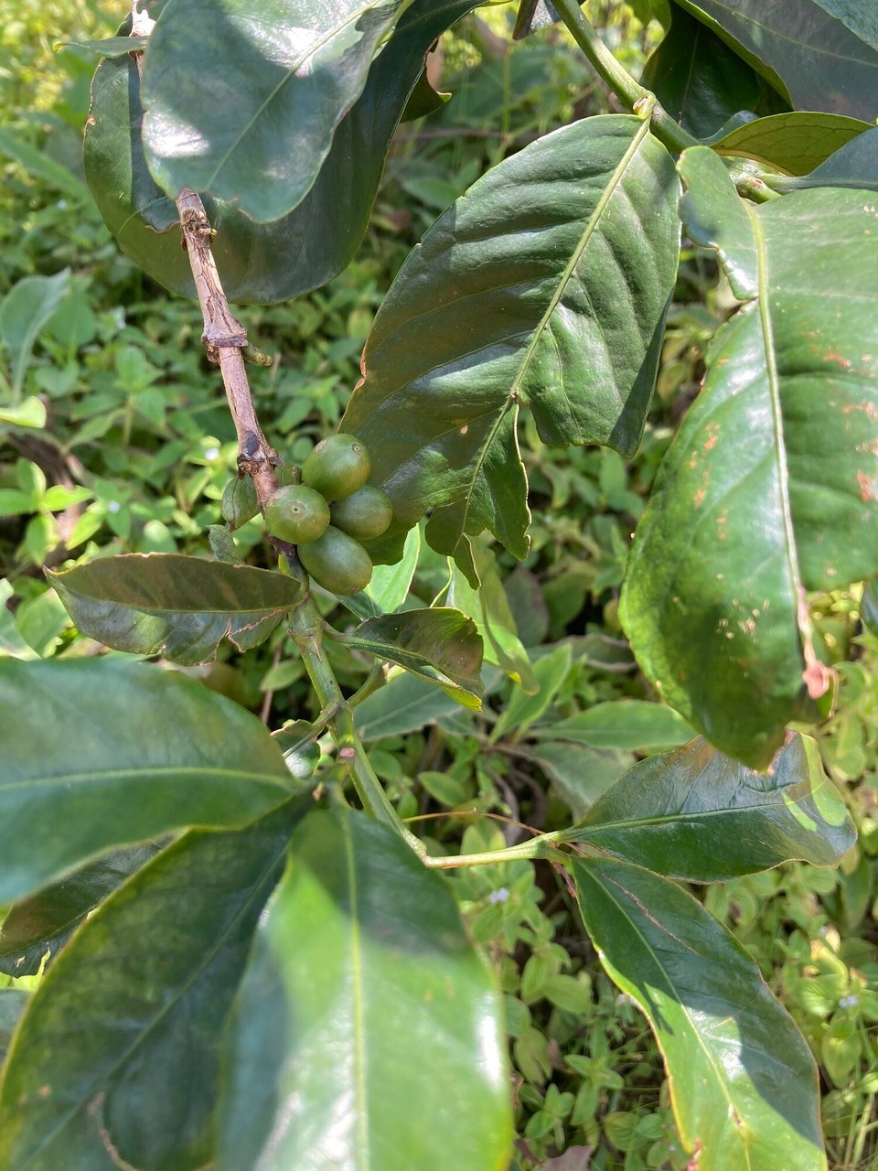 Vietnam - Lac Duong - Hier wird Arabicakaffee angebaut