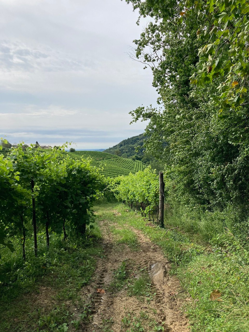 Italien - Susegana - Durch Weinberge 