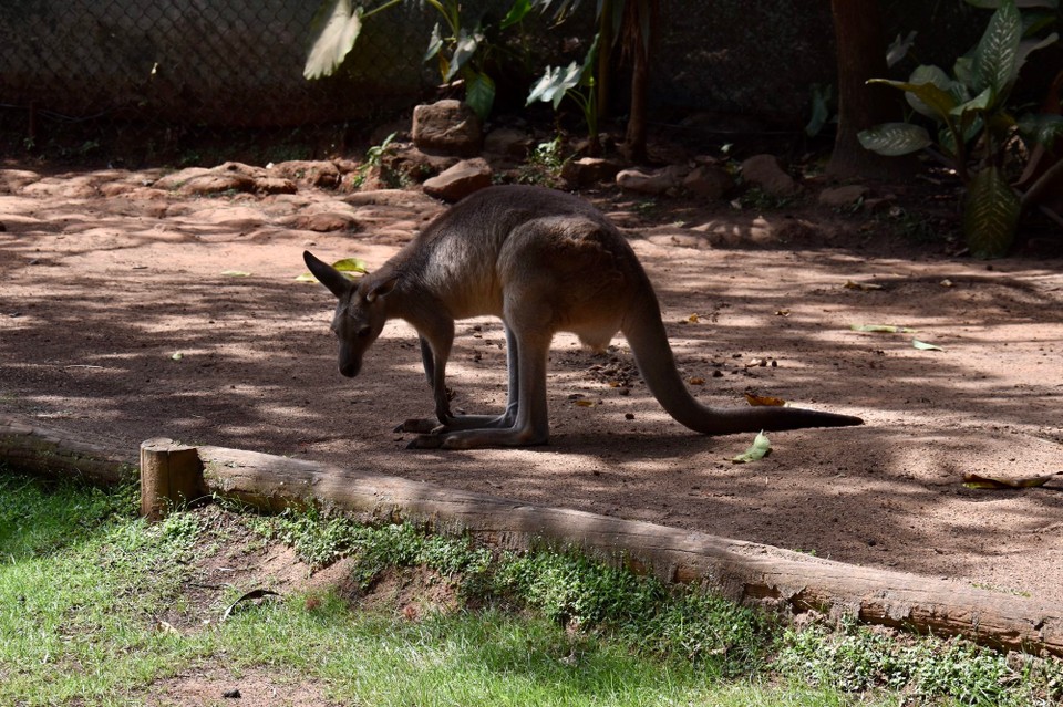 Australien - Kuranda - Kängurus laufen hier überall rum.