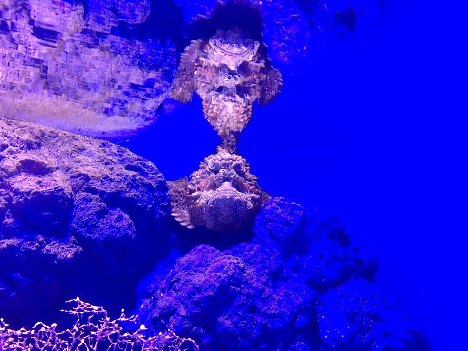  - Ausztrália, Cairns, Cairns Aquarium - 