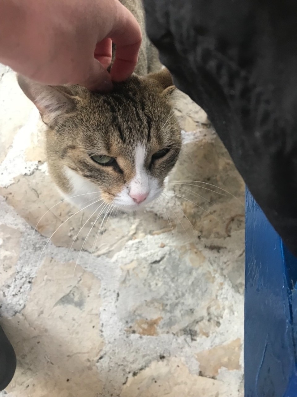 Croatia - Makarska - Sandra the cat
