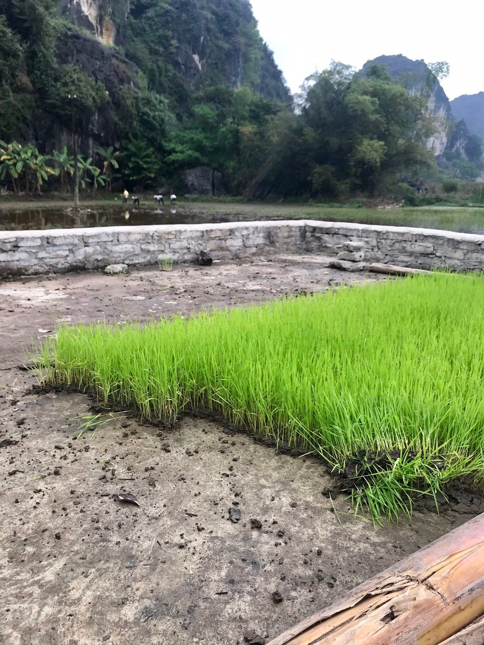 Vietnam - H. Hoa Lư - 
