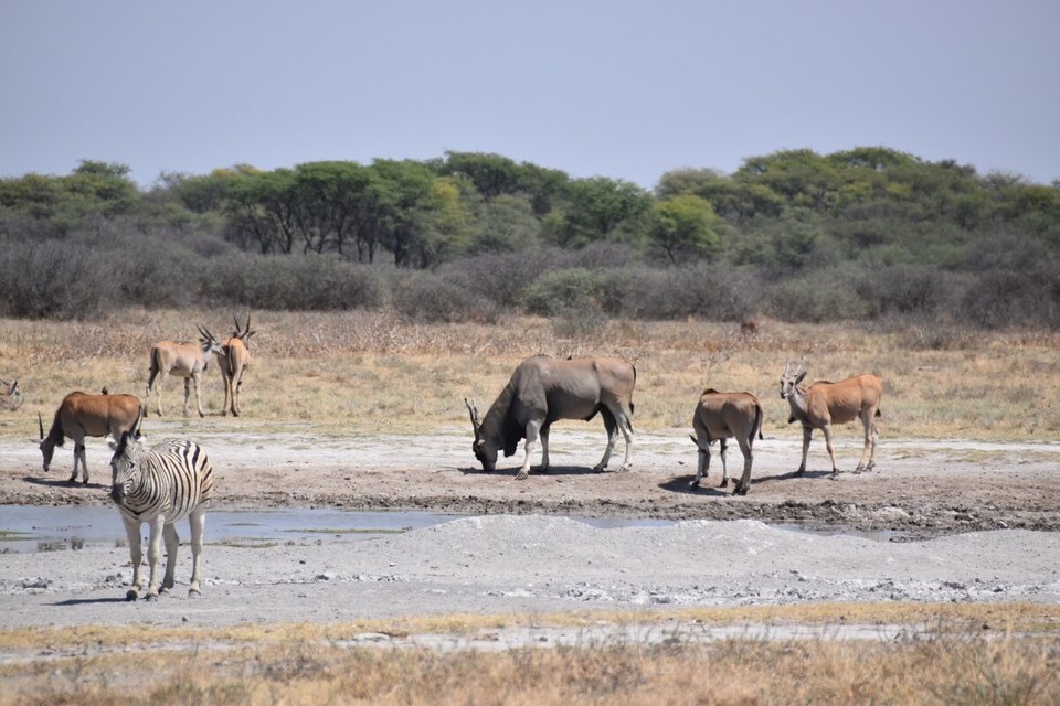 Botsuana -  - Die Elenantilope, auch Eland genannt, ist eine im östlichen und südlichen Afrika lebende größte afrikanische Antilopenart. 