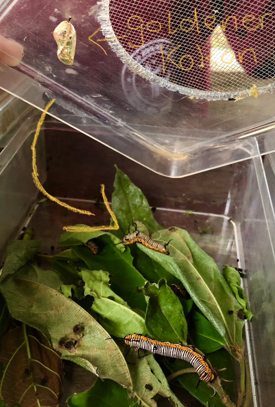 Thailand - Saraphi - Im Insektenmuseum. Dieser Schmetterling hat einen goldenen Kokon 🦋