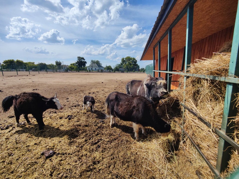 Kasachstan - Internatsional - Der Zoo auch mit Yaks