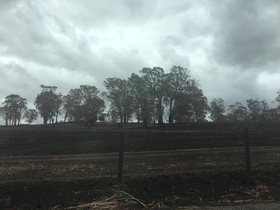 Australien - Tungkillo - viele Kilometer lang Spuren des Buschfeuers