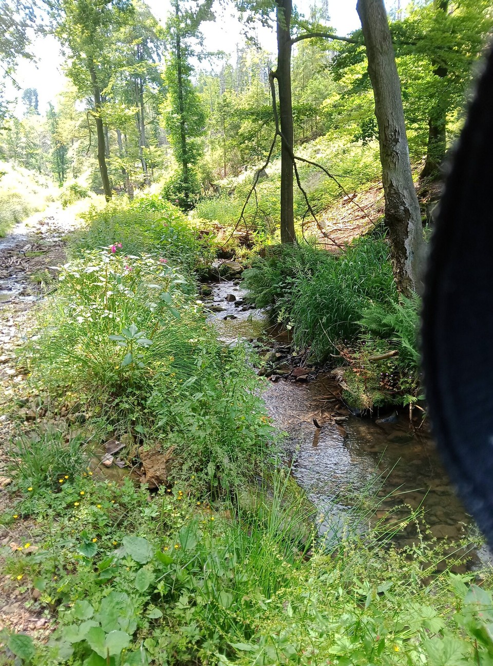 Deutschland - Horn-Bad Meinberg - 