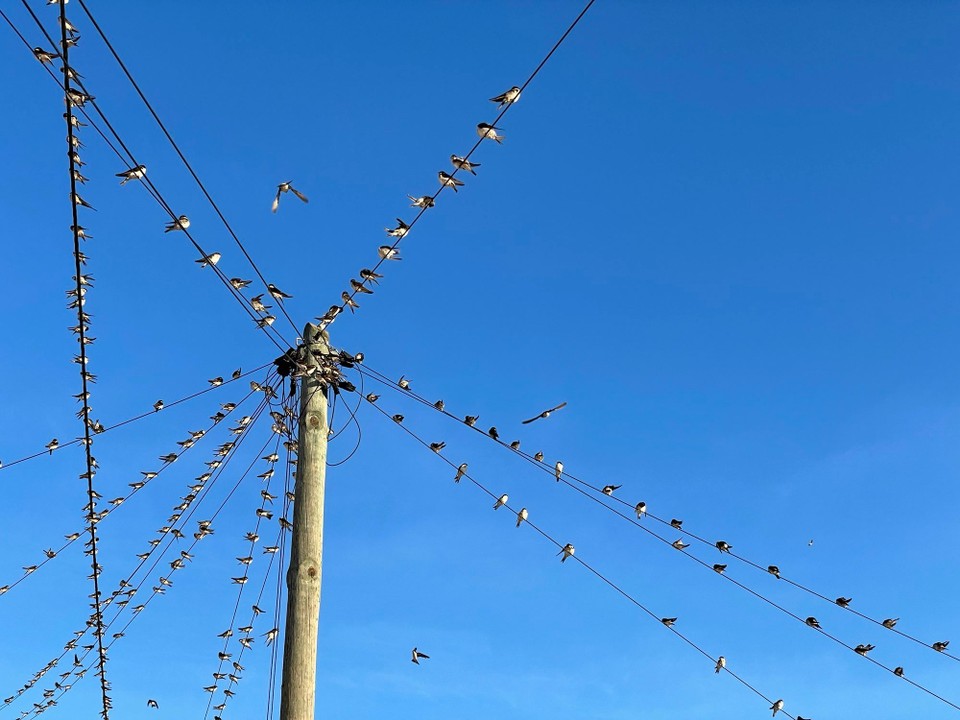 Portugal - Aljezur - Sind das Schwalben? Jedenfalls waren sie oft morgens zu Besuch und haben sich auf der Stromleitung auf den Tag vorbereitet. 