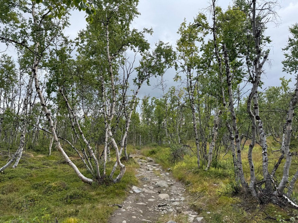 Schweden - Abisko - 