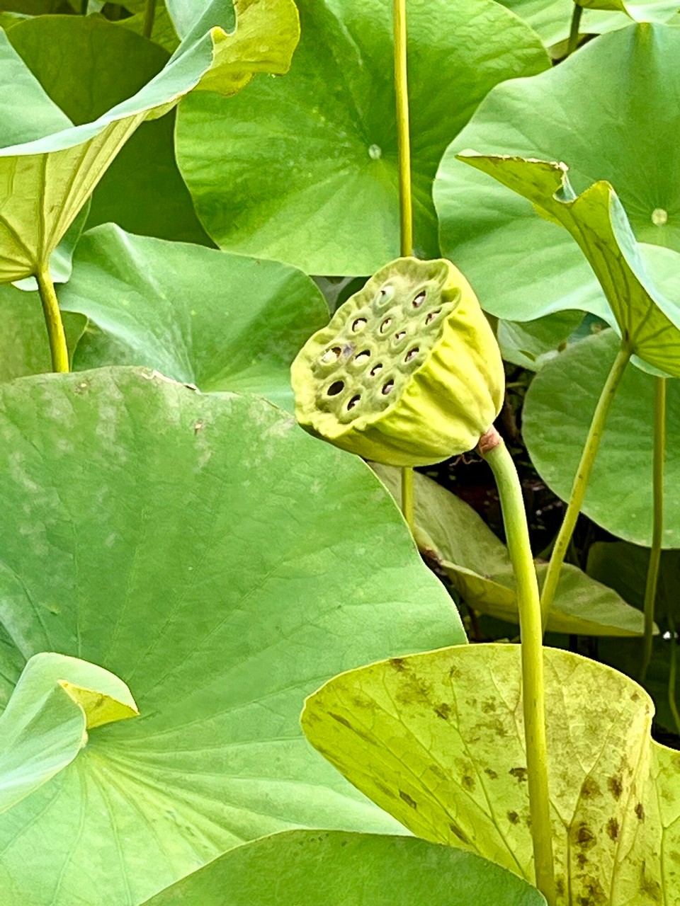 Italien - Verbania - 