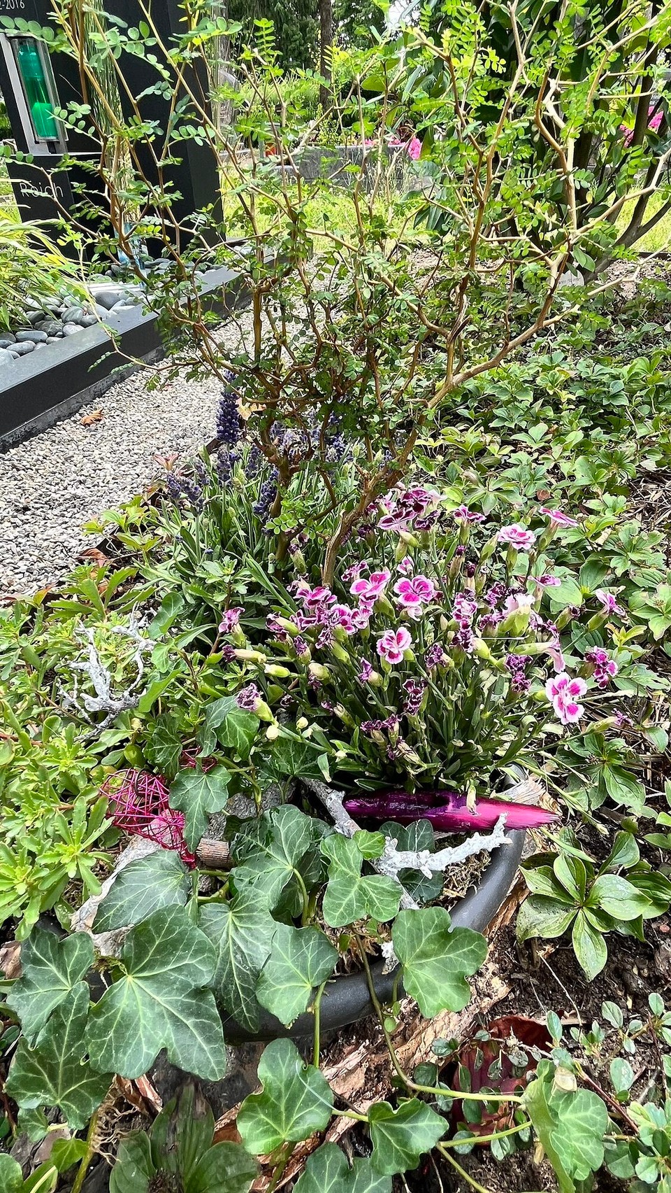 Deutschland - Grevenbroich - Schöne Blume