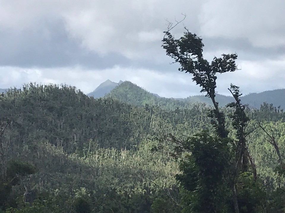 Dominica -  - 