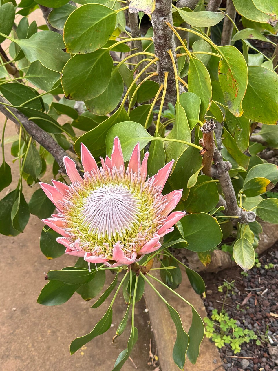 Spanien - San Sebastián de La Gomera - Wunderschöne Pflanzen 