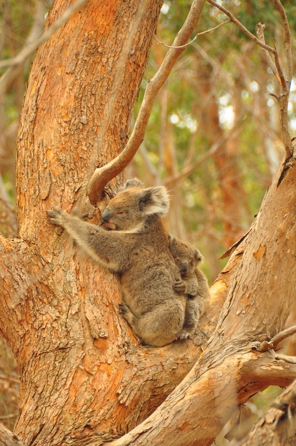 Australien -  - 
