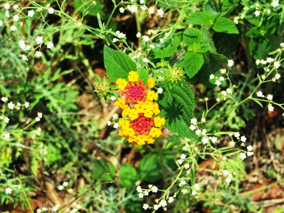 Indien - Coonoor - 