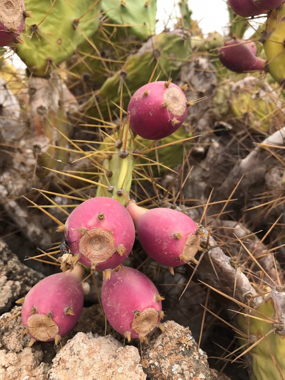 Spanien - La Oliva - Reife Kakteenfeigen