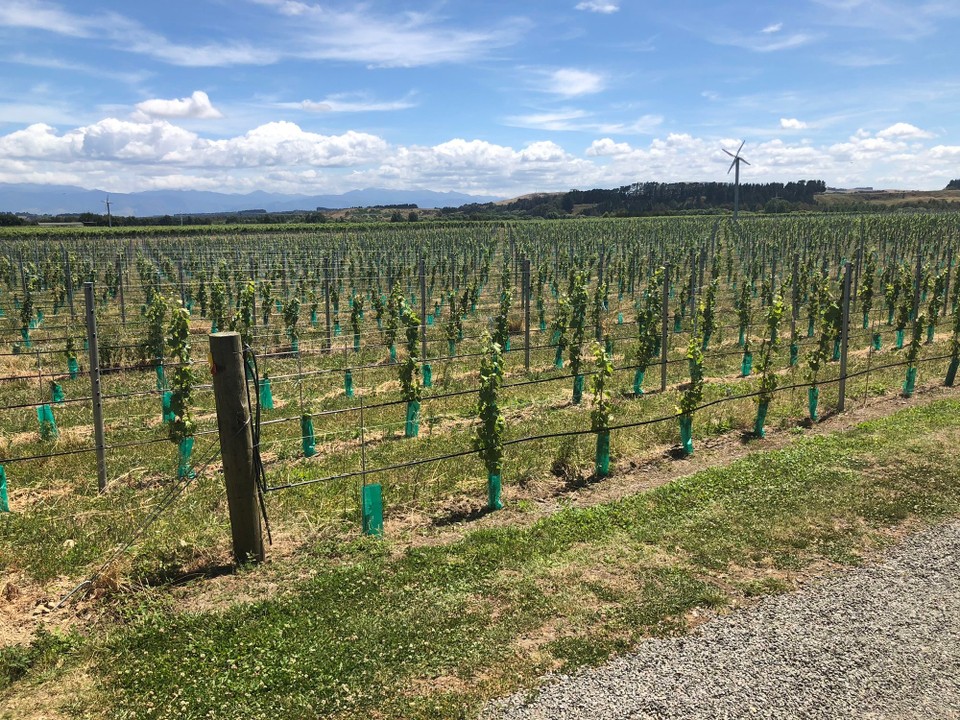 Neuseeland - Martinborough - 