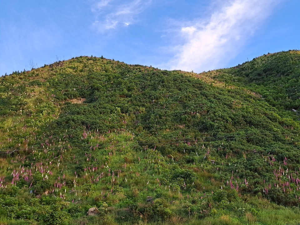 Neuseeland - Makahika - 