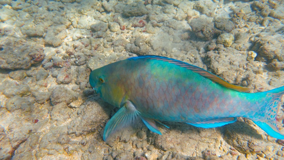 USA - Honolulu - Fische