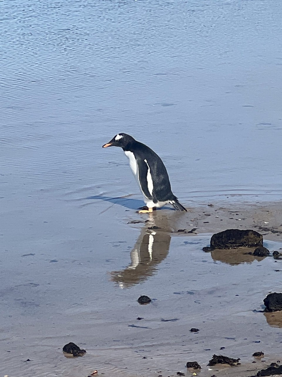 Falkland Islands (Islas Malvinas) - unbekannt - Is it me or does this little guy look a bit lonely?