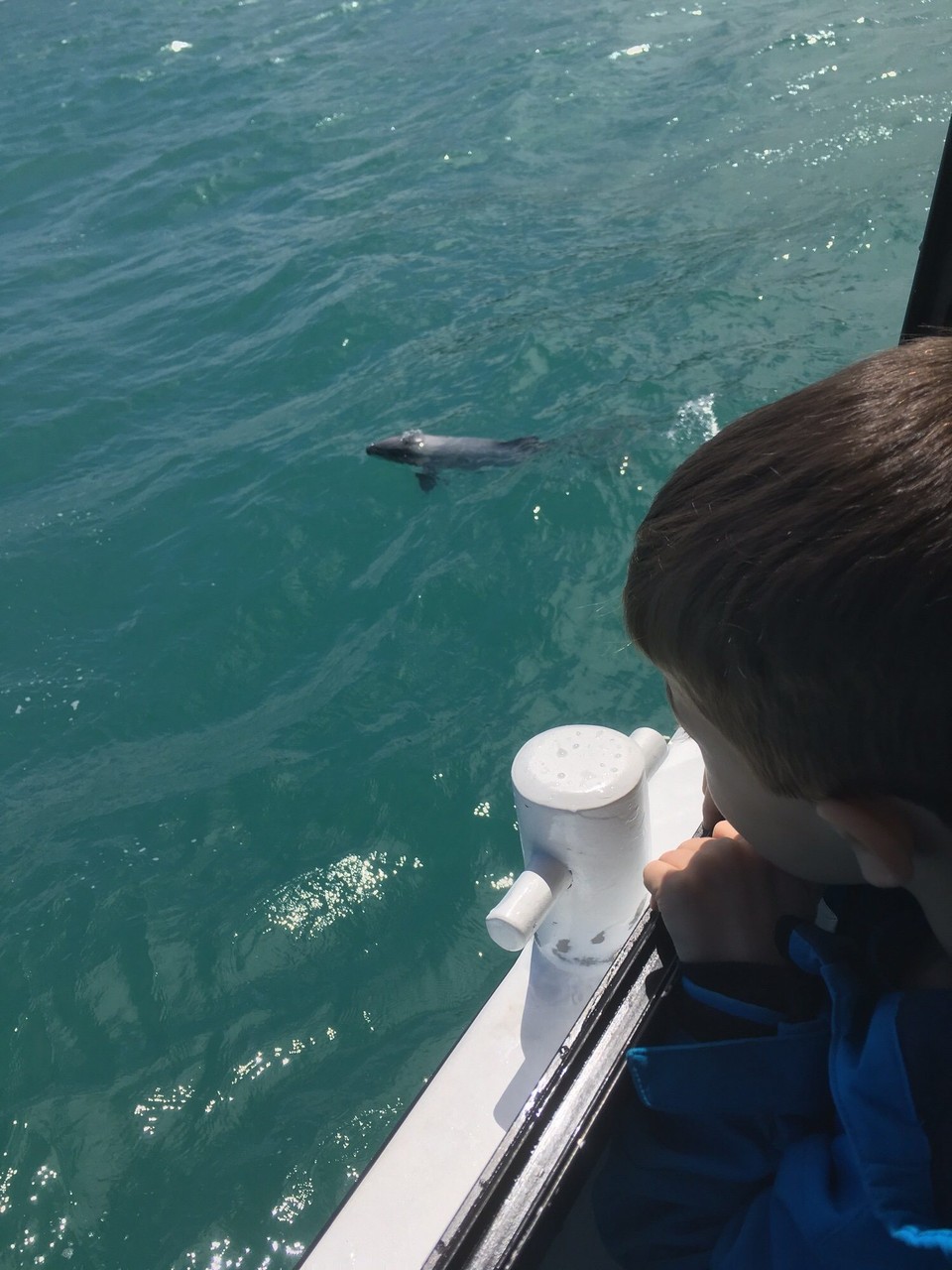 Neuseeland - Akaroa - Da sind sie .. wir haben viele Hector Delfine gesehen.
Hector Delfine sind die kleinsten Delfine, die es gibt. Sie werden 1-1.5 Meter groß und leben ausschließlich an den Küsten Neuseelands.