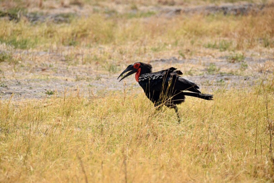 Botsuana -  - Dann ging das erst mal mit einen putzigen Vogel weiter. Und dann war eine ganze Weile nichts zu sehen, alle Wasserlöcher waren völlig leergefegt. Wir hatten uns schon damit abgefunden wohl einen schlechten Tag erwischt zu haben.
