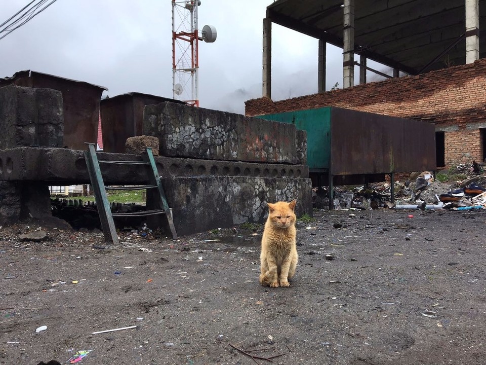 Russland - Terskol - Was wir aber fanden, ist dieser süße Kater der sich in Michael verliebt. Seine Augen sagten "schei** nimm mich mit" - Joe