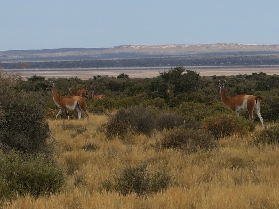 Argentina - Valdes Peninsula - Guanaco