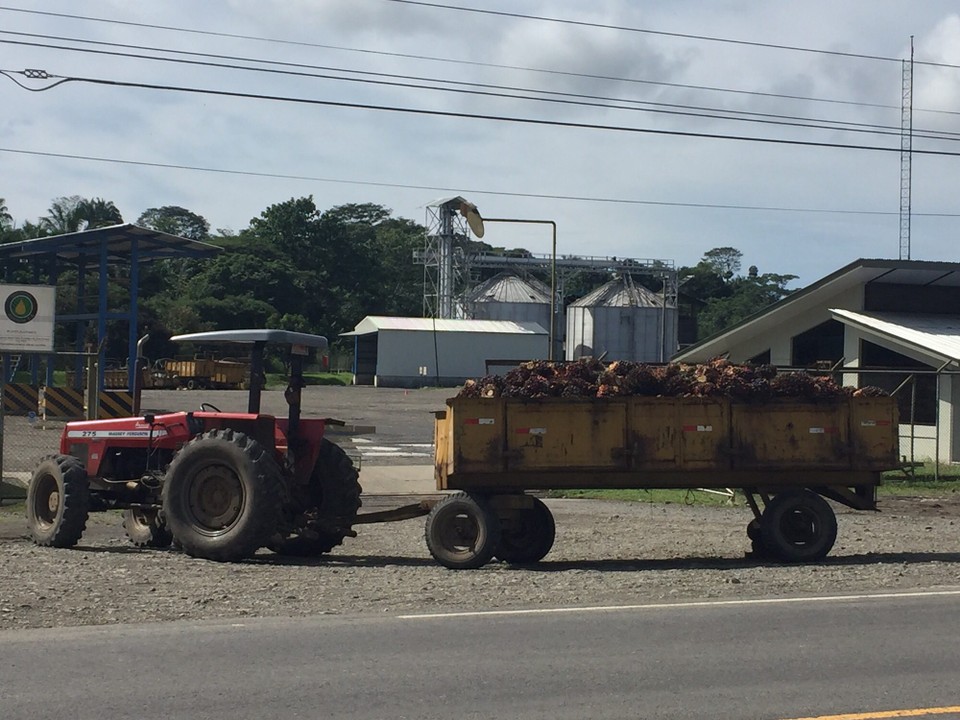 Costa Rica - La Fortuna - die Früchte der Ölpalme auf dem Weg in die Ölpresse