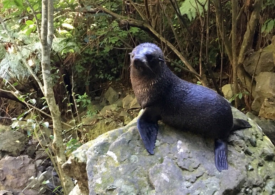 New Zealand - Kaikoura - Unser kleiner Freund weiß wie man sich gut in Szene setzt :) 