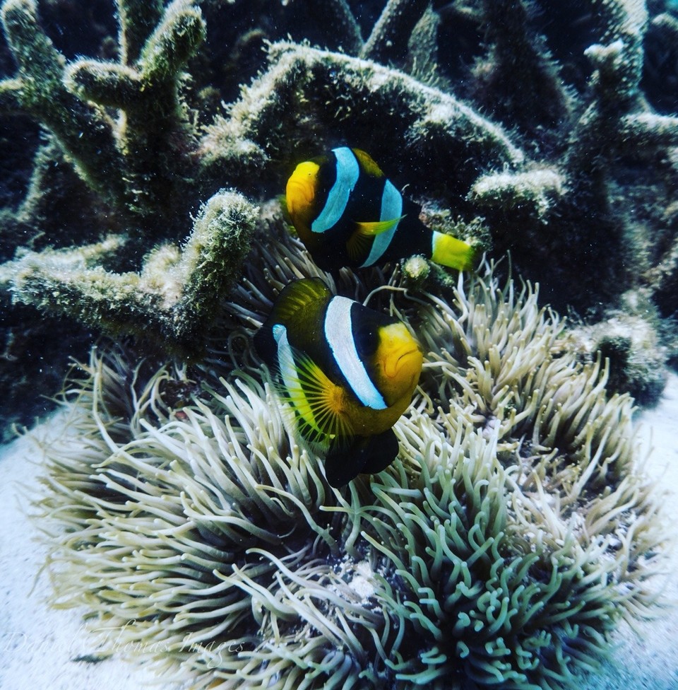 Australien -  - Clown Fische 