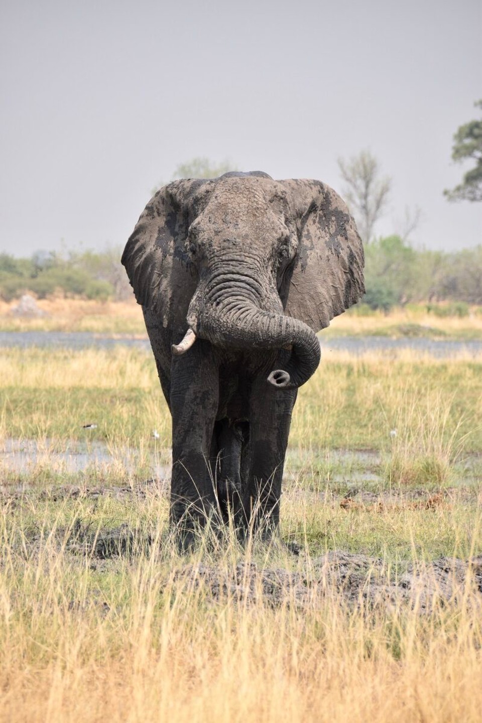 Botsuana -  - Immer wieder viele Elefanten in den schönsten Posen.