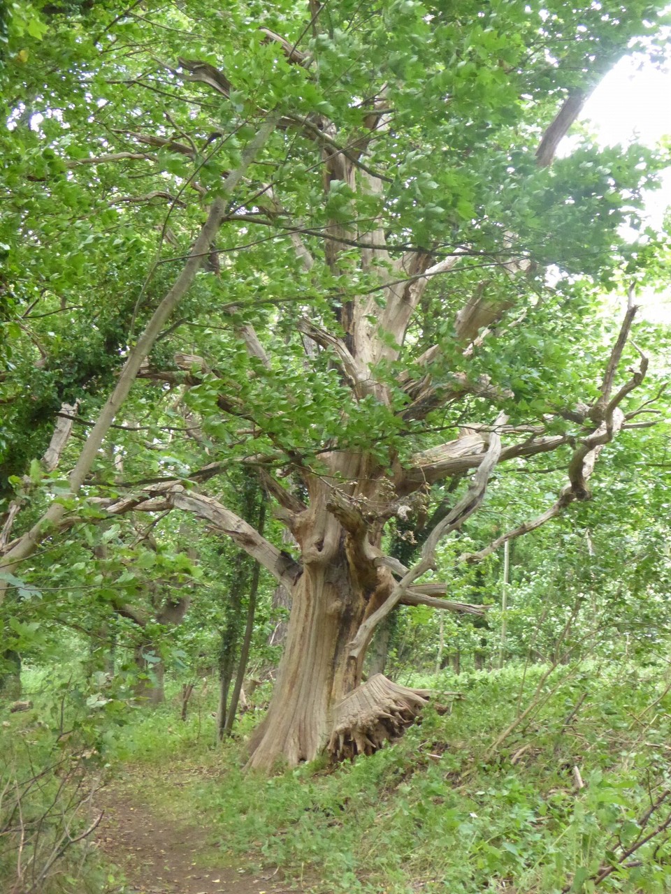 United Kingdom - Woodbridge - 