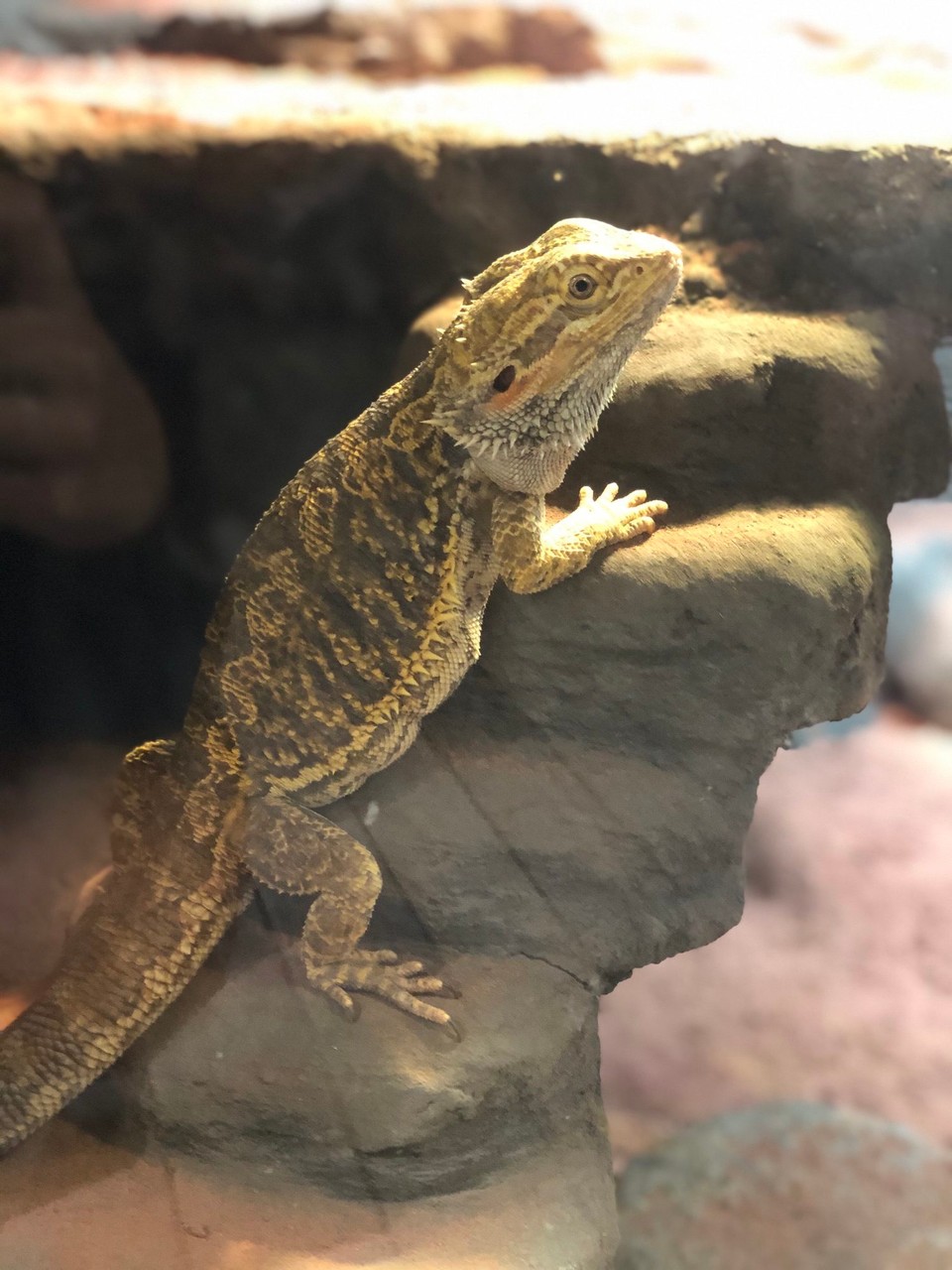 Norway - Siljan - • Bearded dragon •