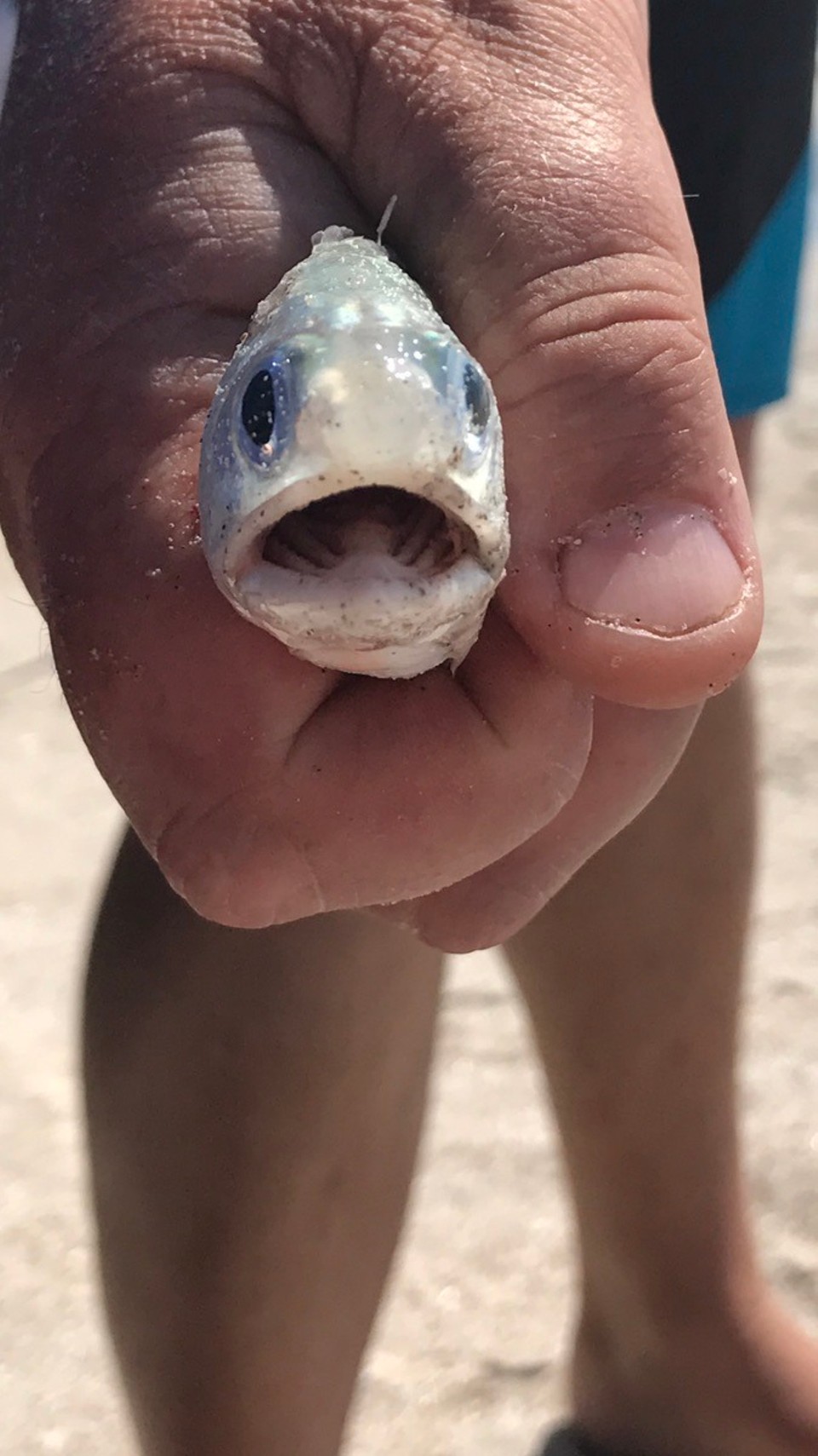  - Australia, Eighty Mile Beach - This one's a cutie