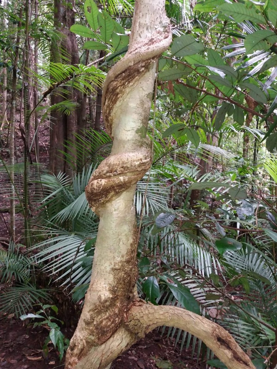 Australien - Whitfield - 
