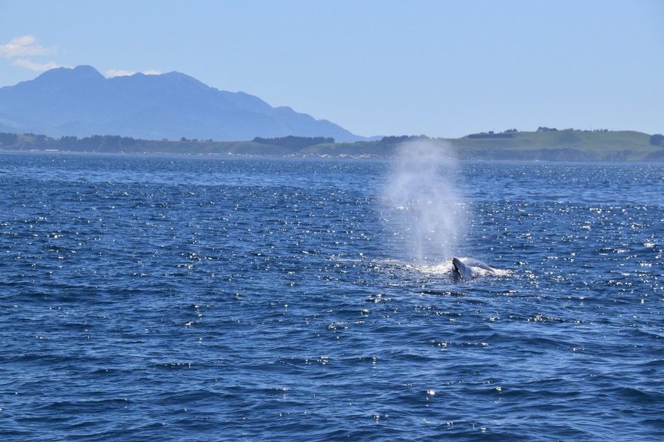 Neuseeland - Kaikōura - Große Bullen erreichen Längen von über 20 Metern und Gewichte von über 50 Tonnen und sind damit die größten bezahnten Tiere der Erde.
Die Weibchen erreichen bis zu 12 m und ein Gewicht von 15 Tonnen.