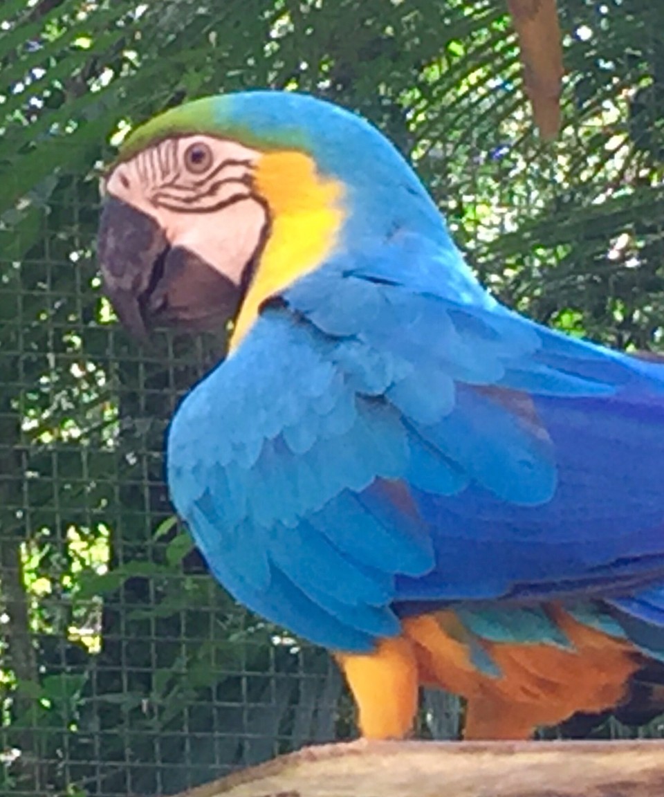 Brasilien - Foz do Iguaçu - Aras in allen Ausführungen in unvorstellbarer Menge ein unglaubliches Spektakel und sensationelle Flugschau im Begehbaren Grossgehege! Alle Menschen waren hell auf begeistert!