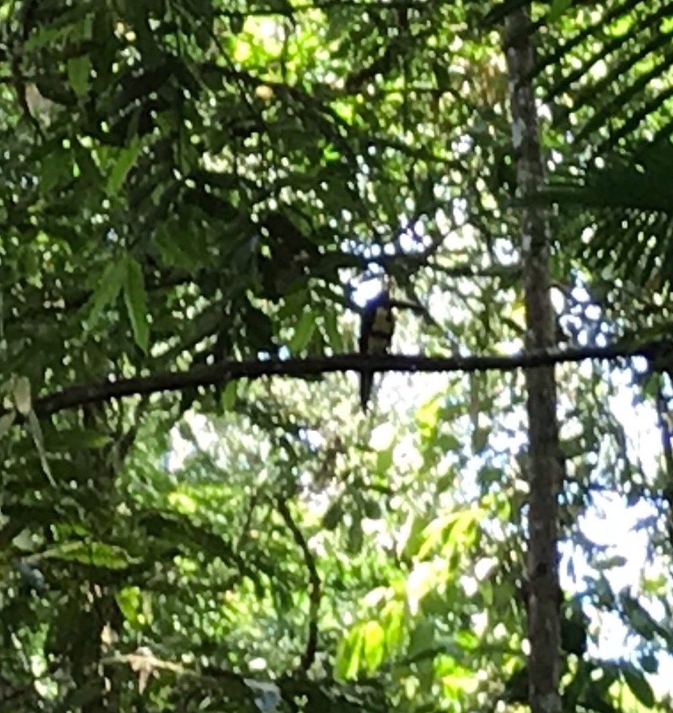 Costa Rica - Sarapiqui - 