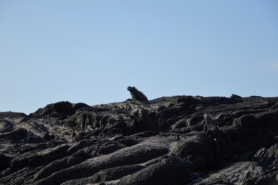 Ecuador - Fernandina Island - Marine Iguana